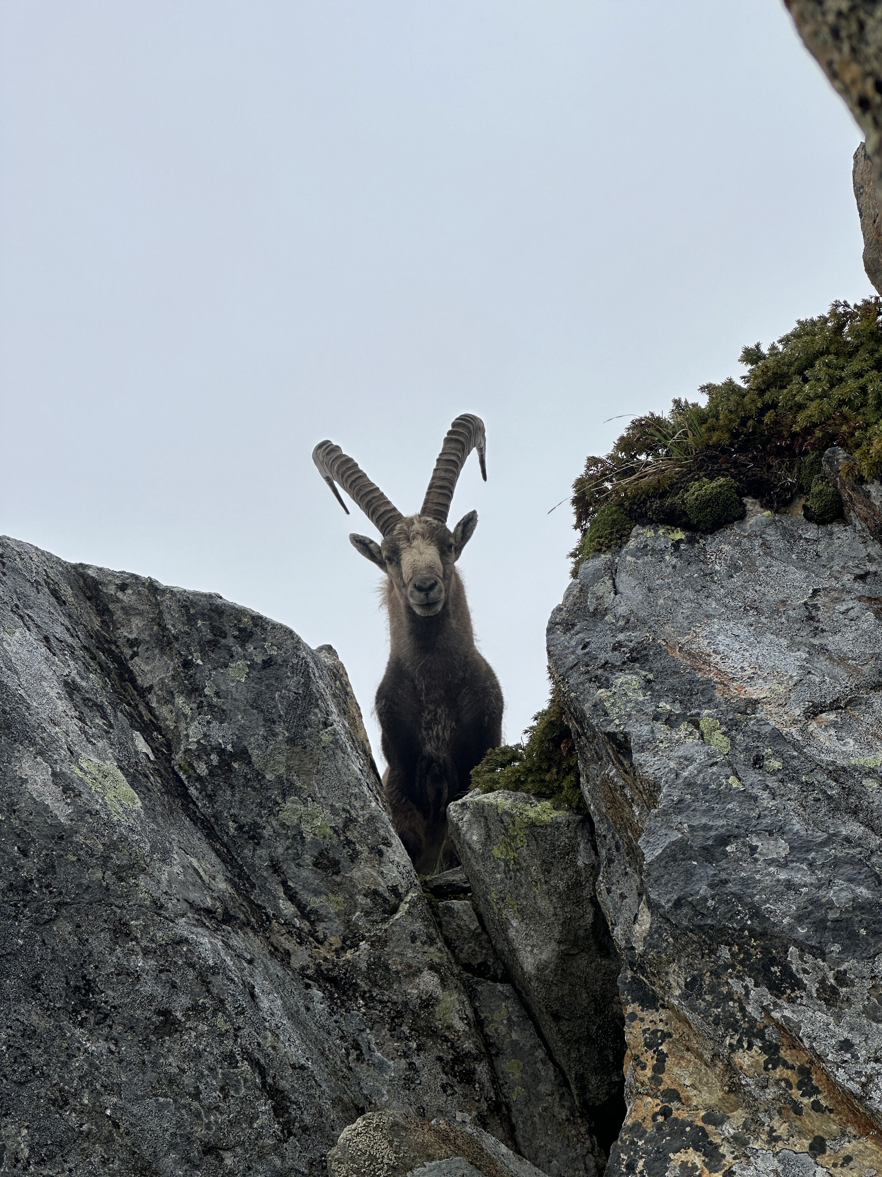 Felskurs