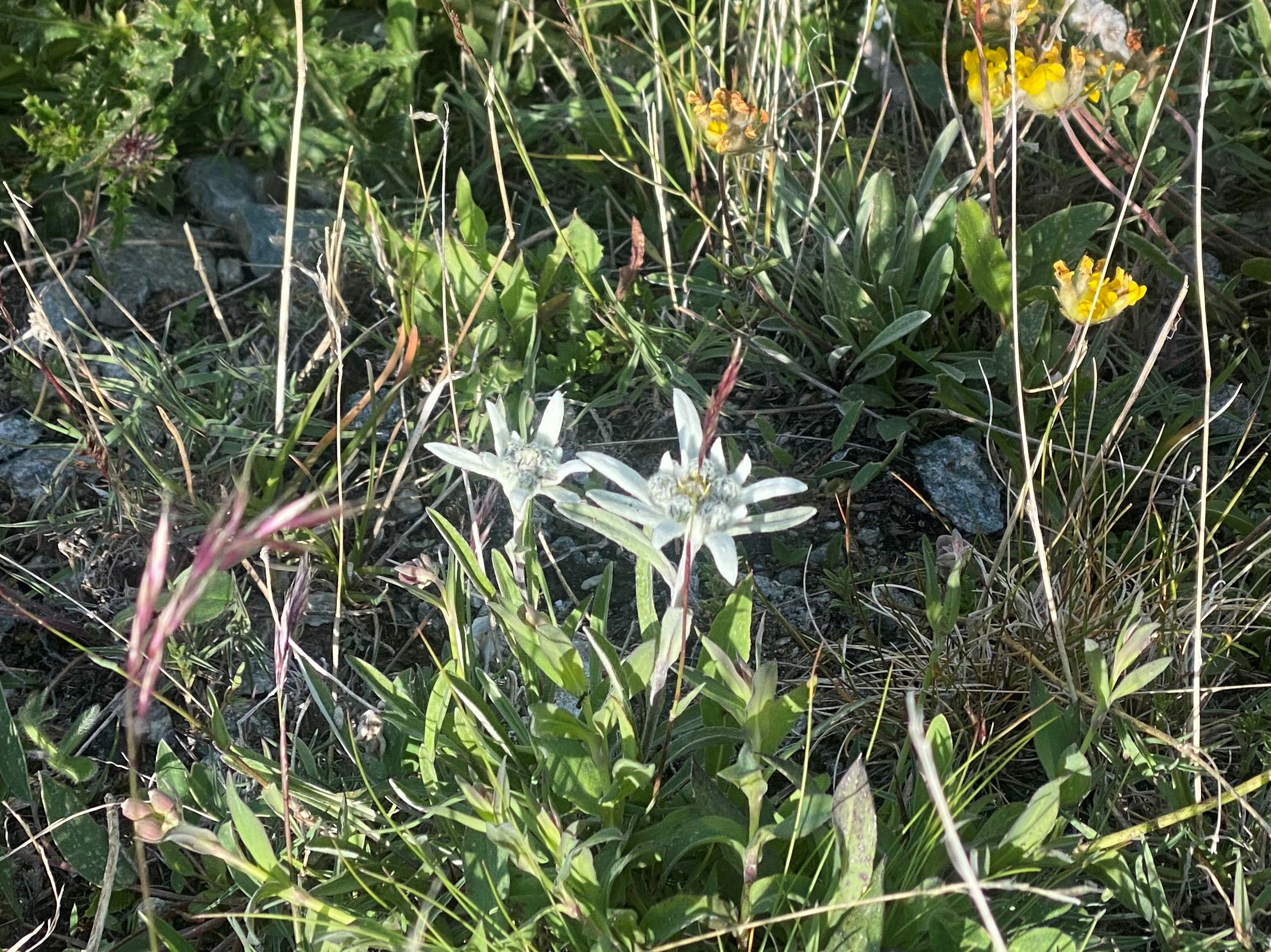 https://bergpunkt.b-cdn.net/img-3863-2-6393a25cbae72267653292.jpg