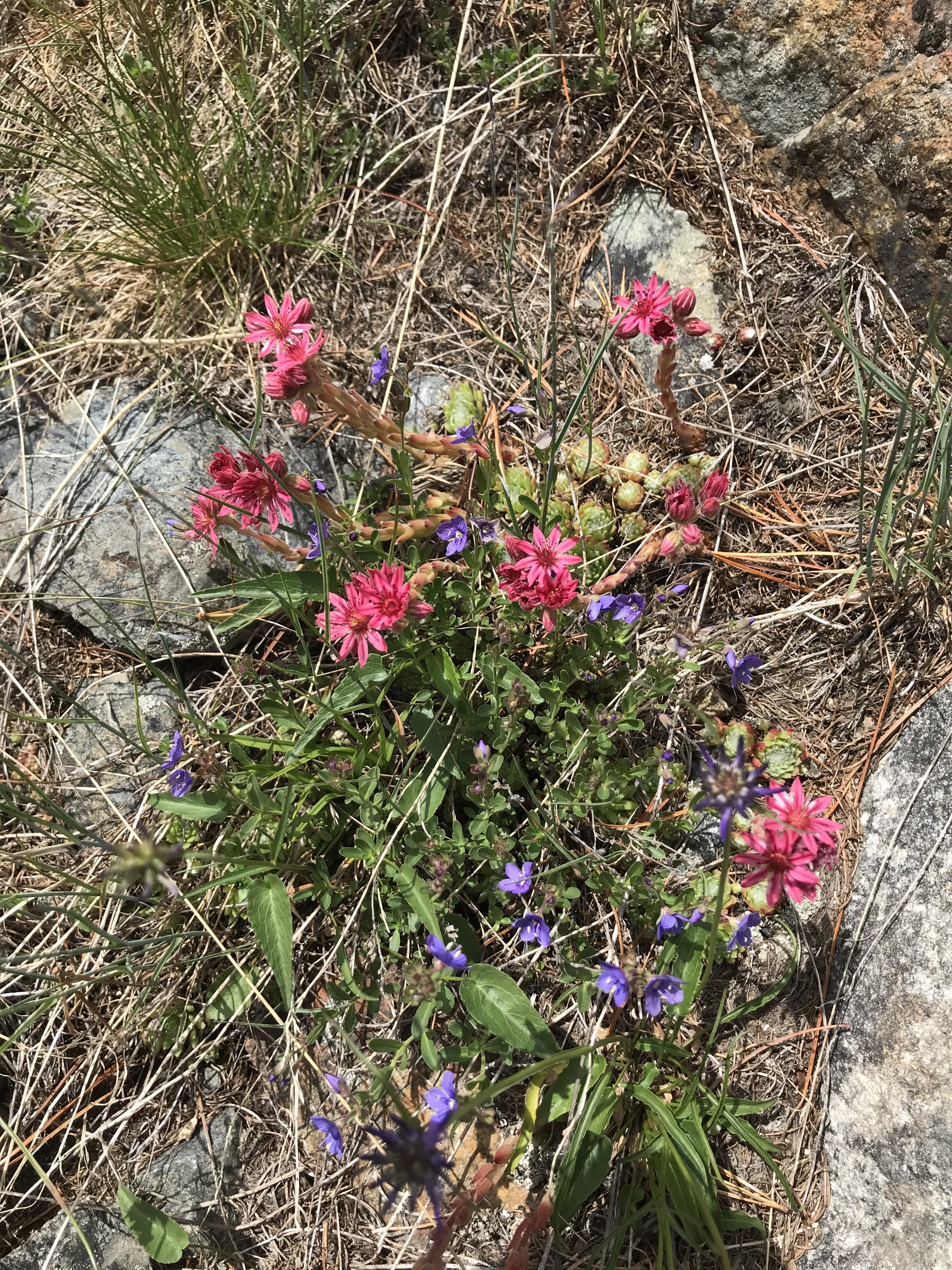 Prächtige Alpenblumen: Berg-Hauswurz, Felsen-Ehrenpreis und Teufelskralle