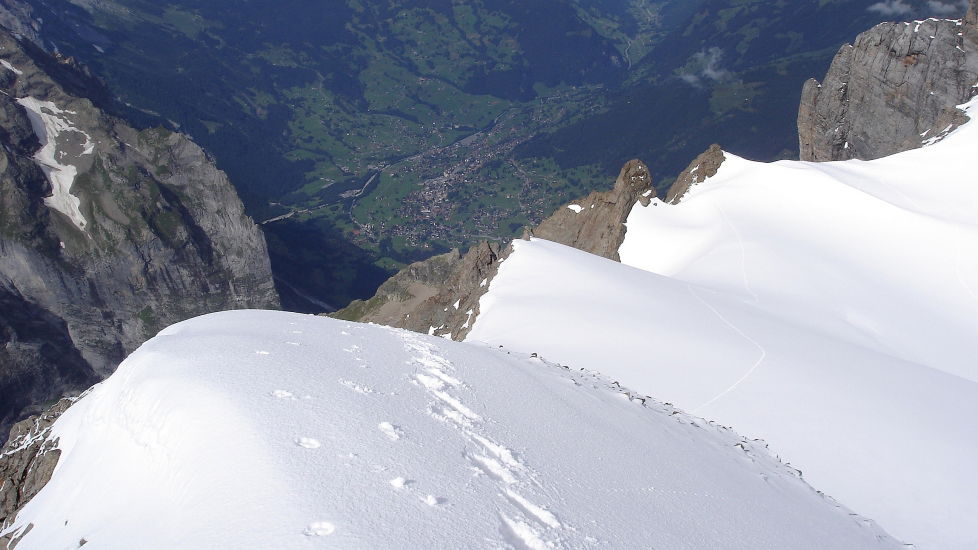8543Wetterhorn 3692m über das Willsgrätli