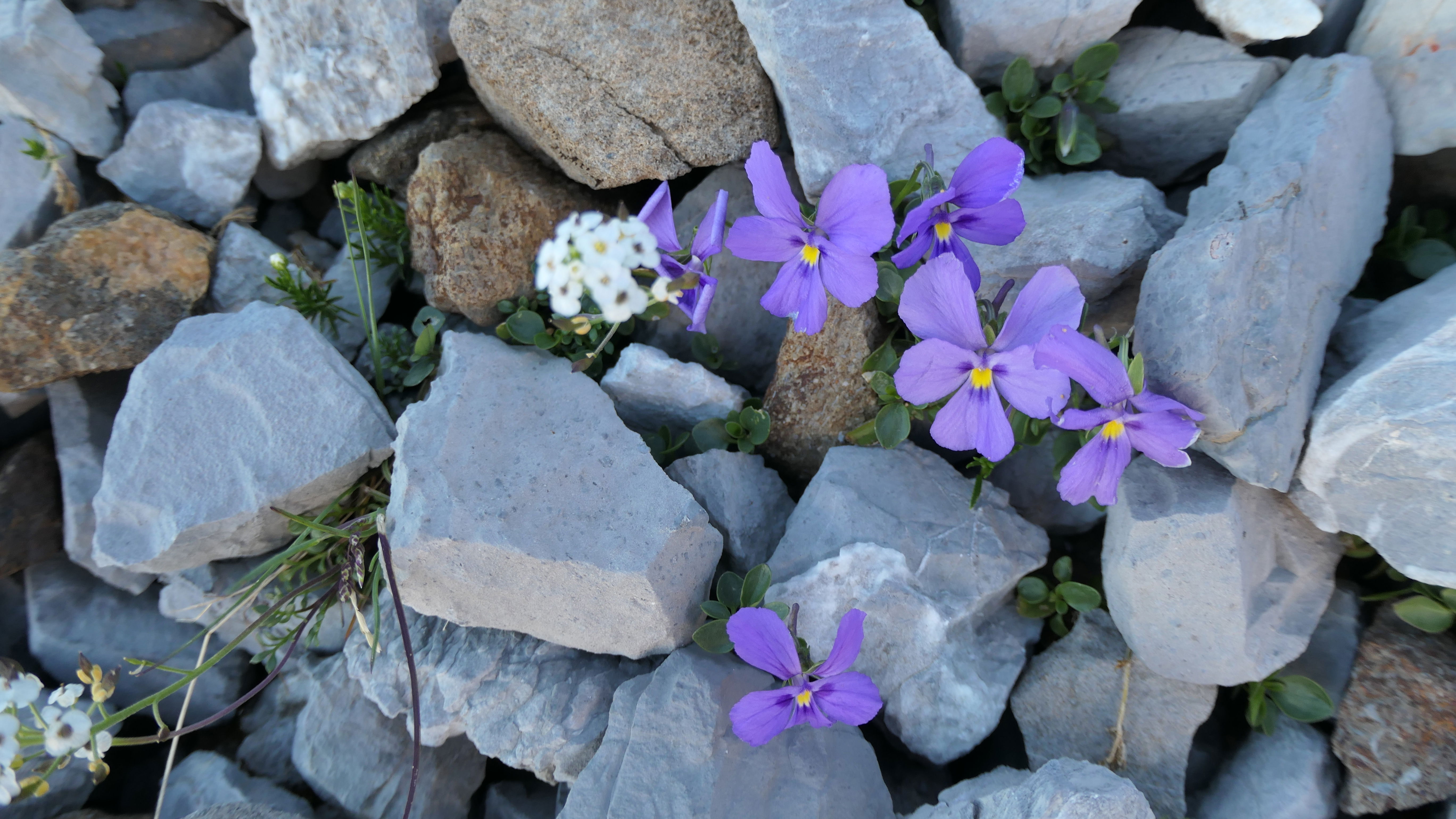 Alpinwanderung