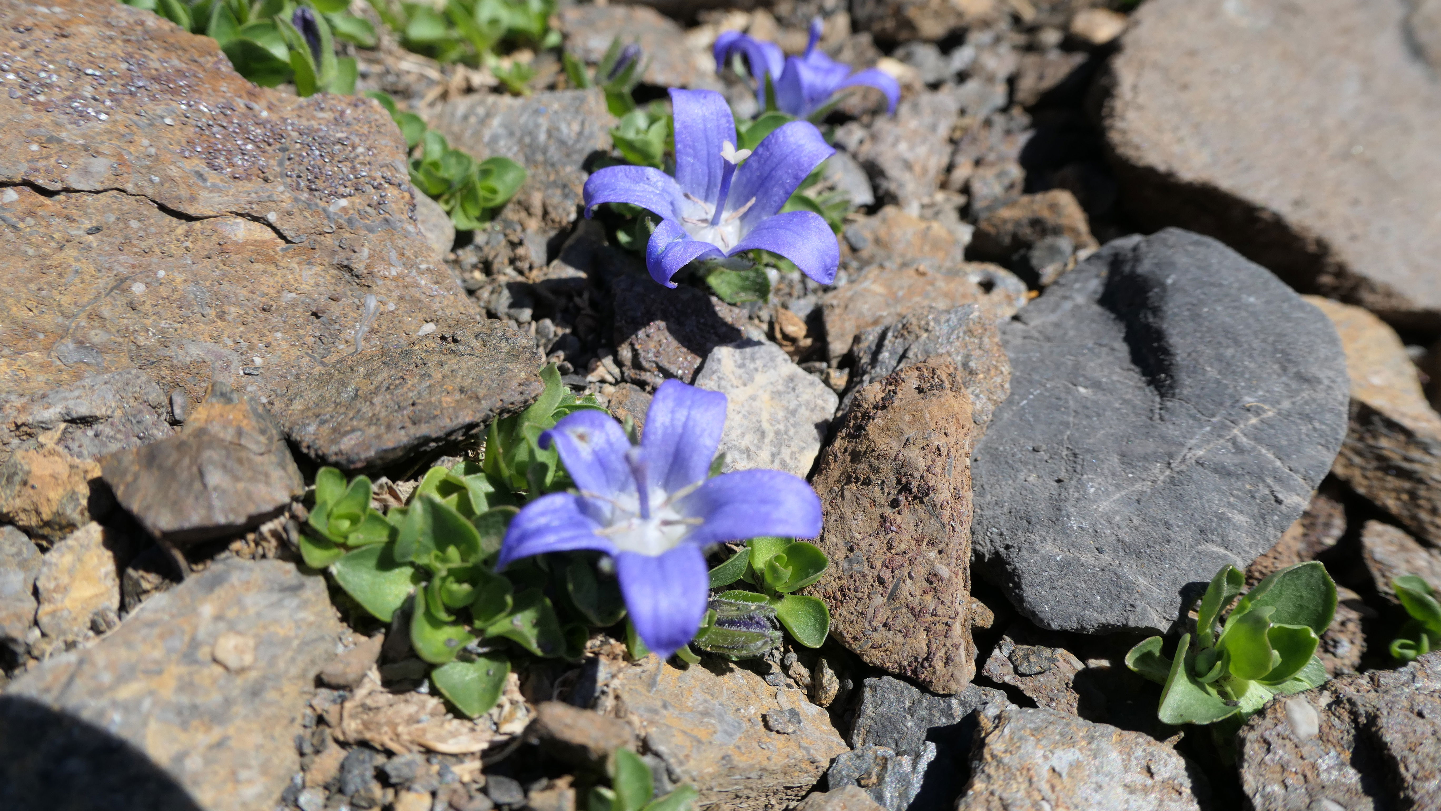 Alpinwanderung