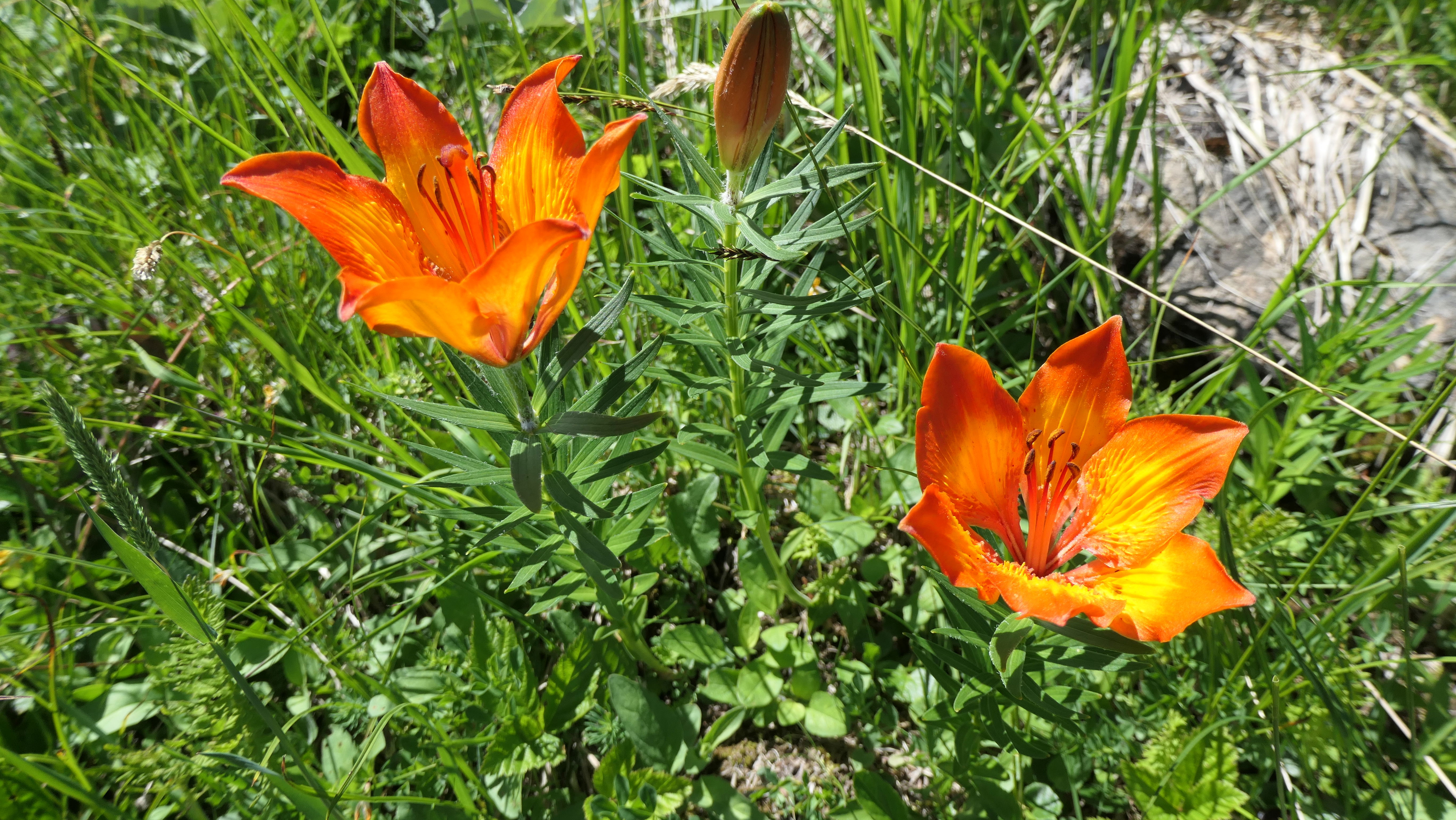 Alpinwanderung